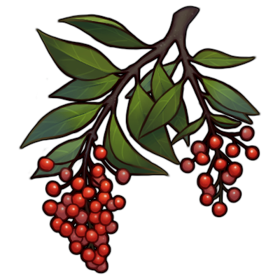 pyracantha